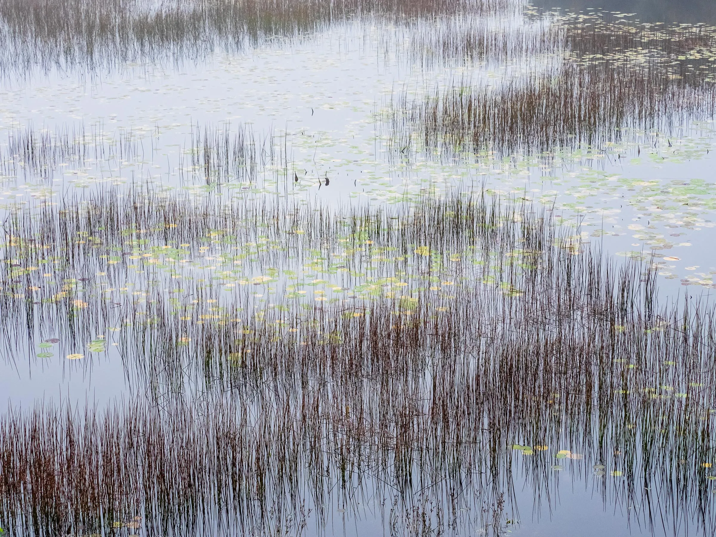 Reeds spread across still water