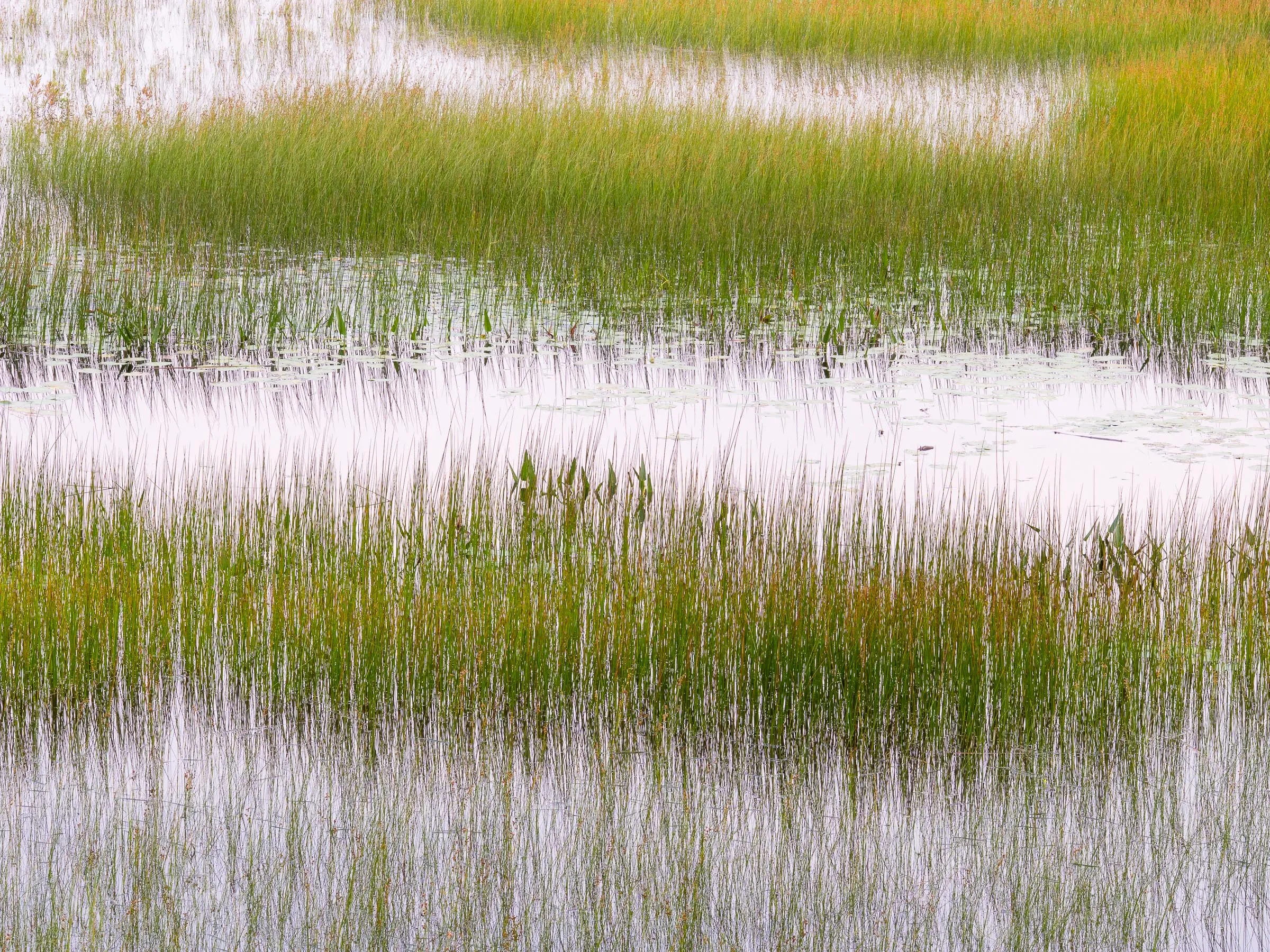Bands of green grass reflected in still water