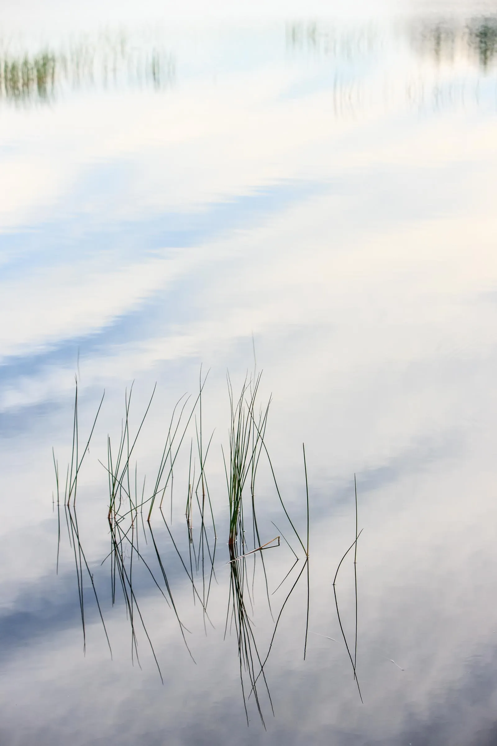 A few grass strands in pale blue water