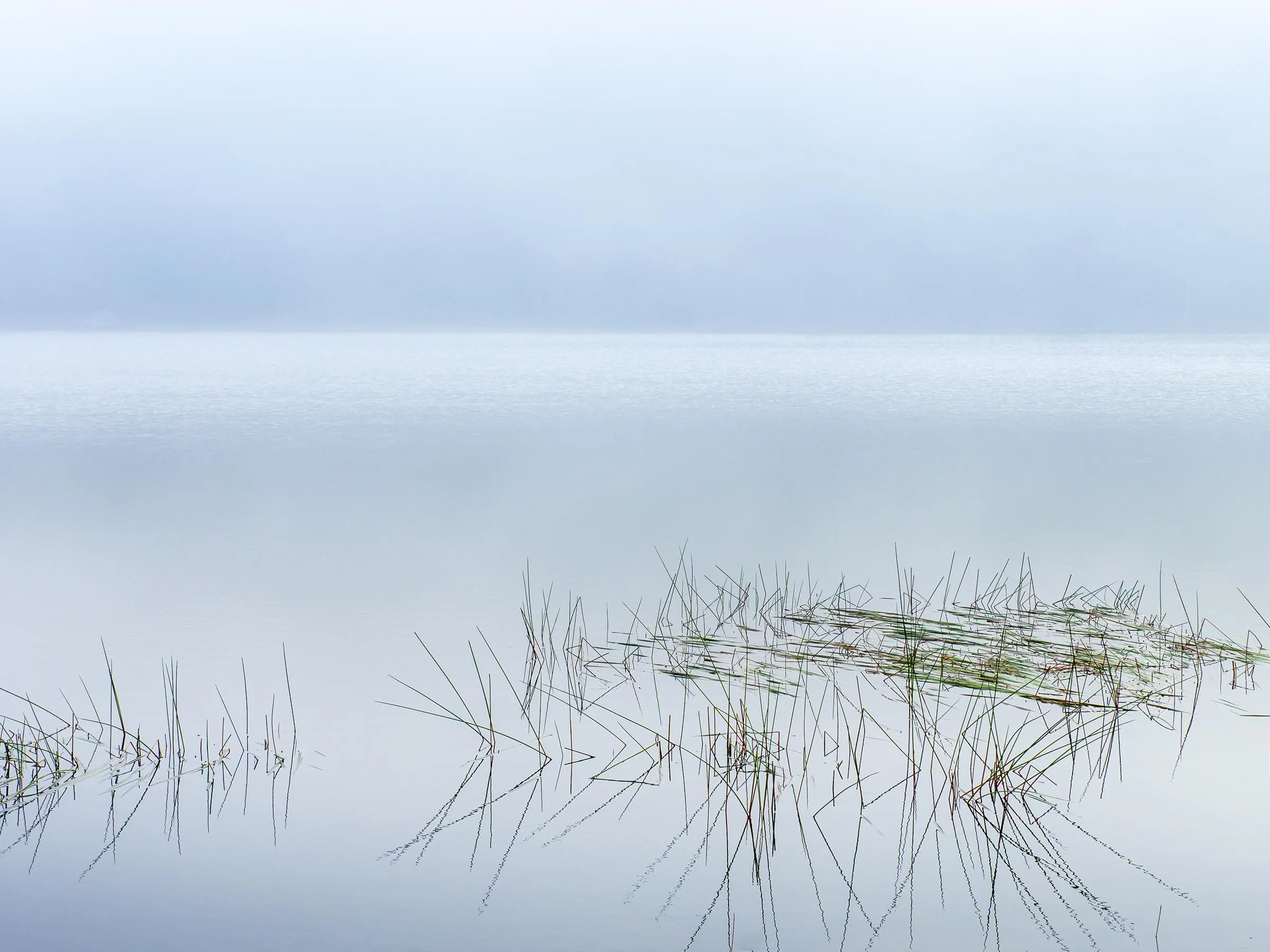 Grass in fog over still water