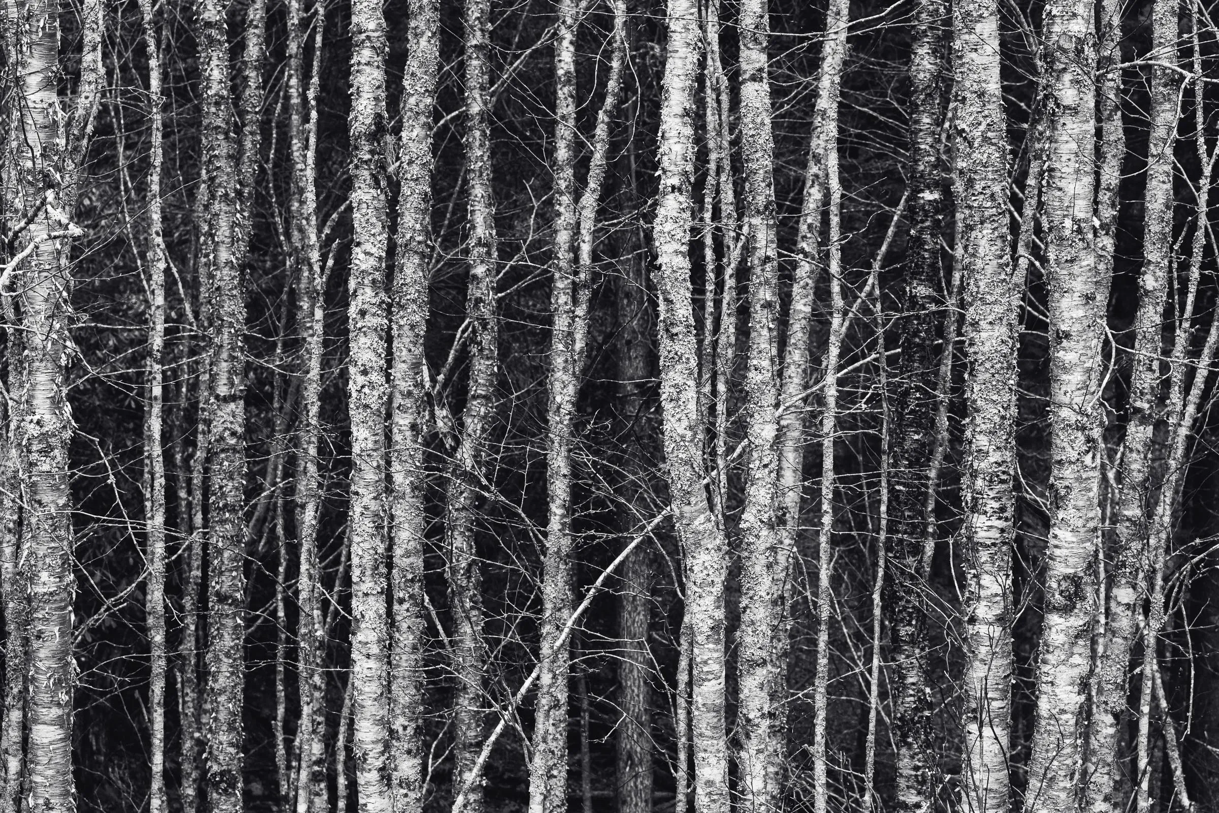 Birch trunks in a repeating vertical rhythm