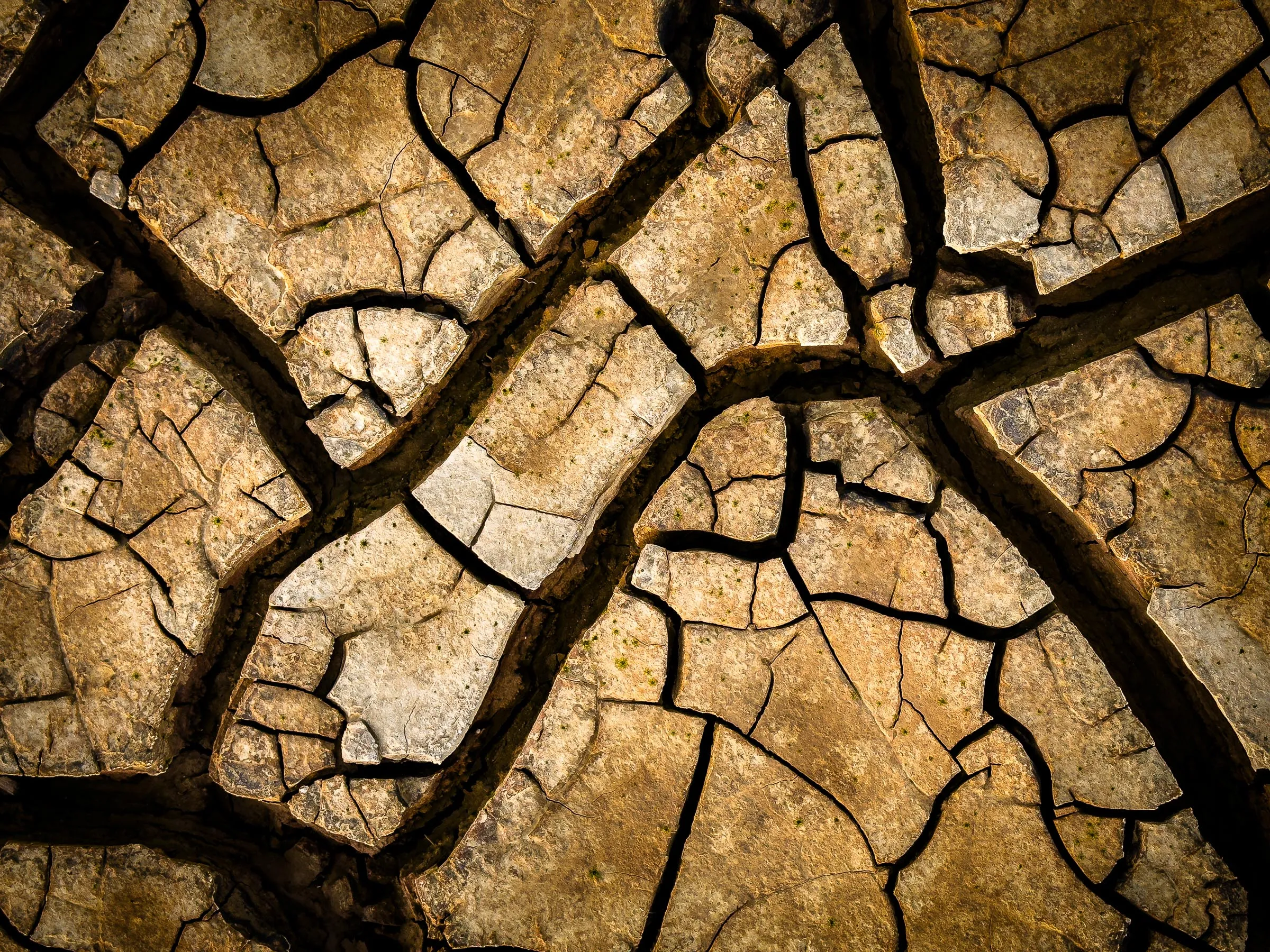 Cracked mud forming a branching pattern
