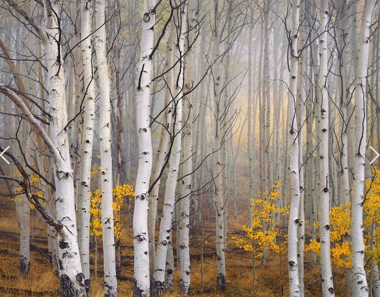 Dense stand of white aspen trunks in soft fog with small clusters of yellow autumn leaves scattered through the lower frame.