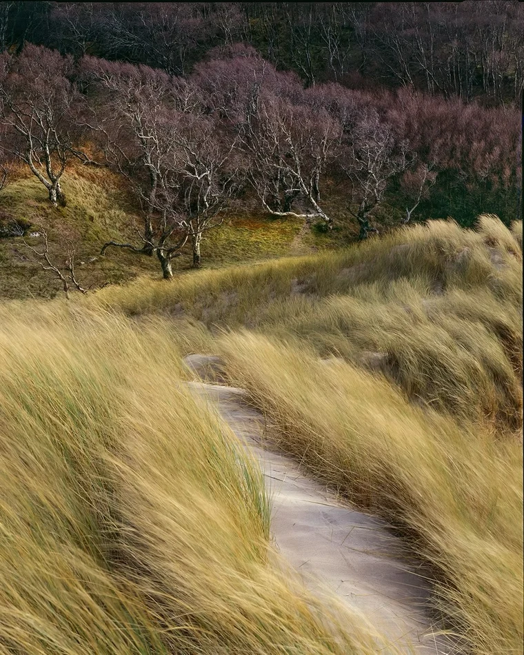Landscape with richly textured foreground grasses and a diagonal pulling back toward a warm reddish hillside.
