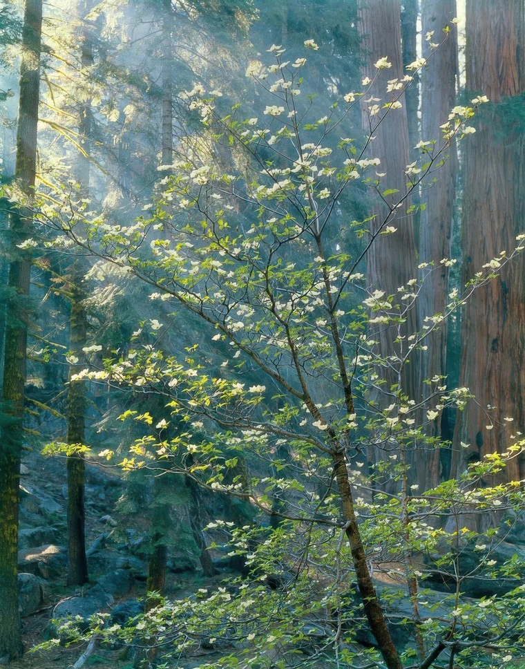 A flowering dogwood reaching diagonally toward shafts of light in a shadowed forest of tall dark trunks.