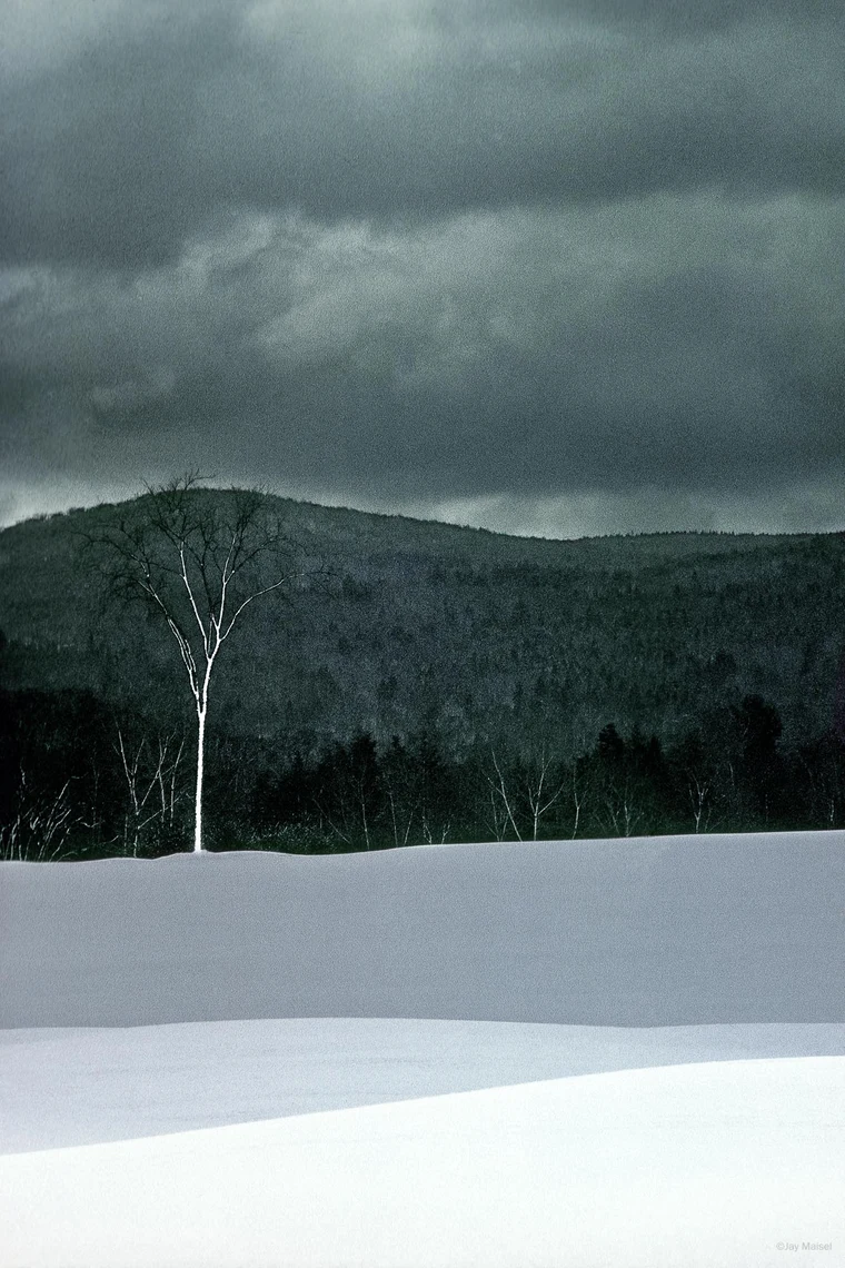 A single bare white birch tree stands against a dark forested hillside under a heavy gray sky, with a snowfield filling the lower half of the frame.
