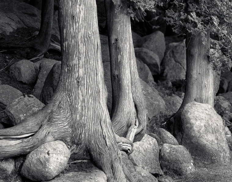 The same cedar trunks in black and white, the lit trunks reading as bright verticals against dark boulders, roots pulling the eye down.