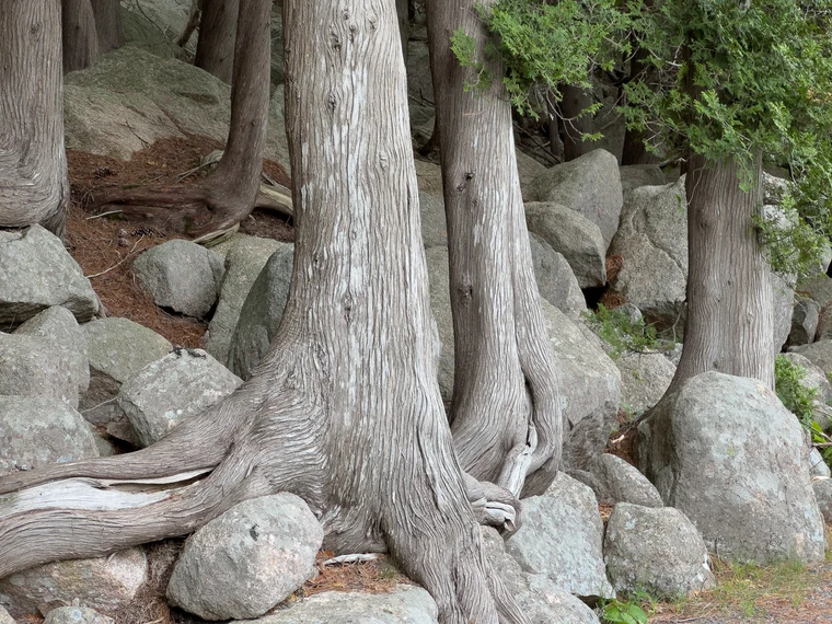 Color photograph of cedar trunks and exposed roots gripping boulders, warm bark against gray rock and green scrub.