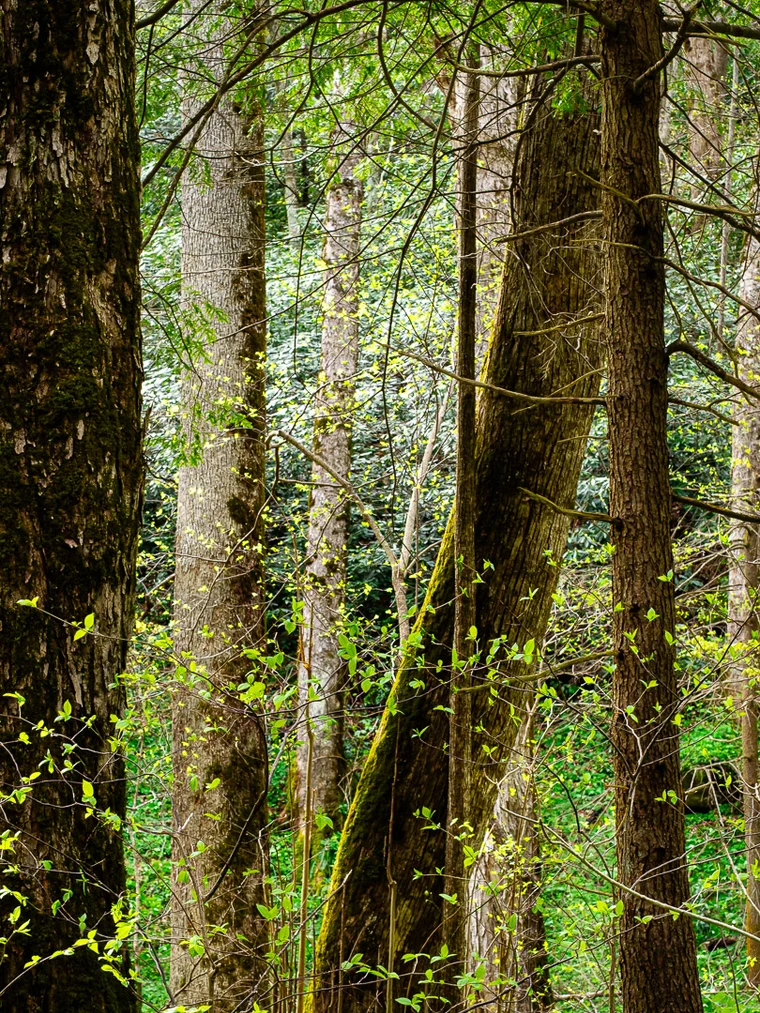 Green forest of vertical trees, the repetition broken by one tree doing its own thing, darker foreground opening to lighter background.