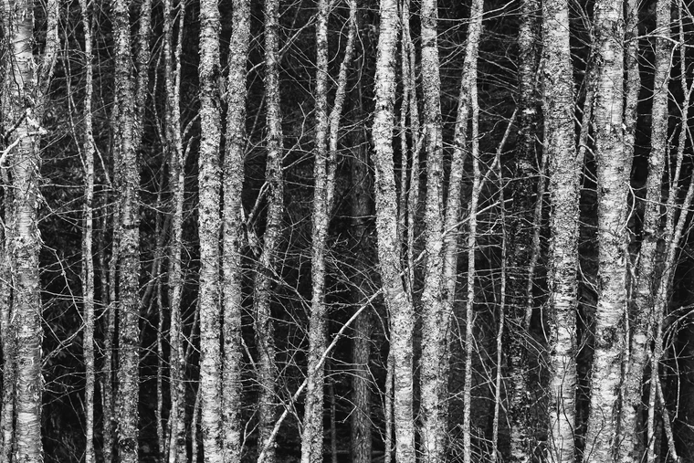 A stand of vertical birch trunks, grouped in loose threes with darker gaps between them, one branch angling through the center.