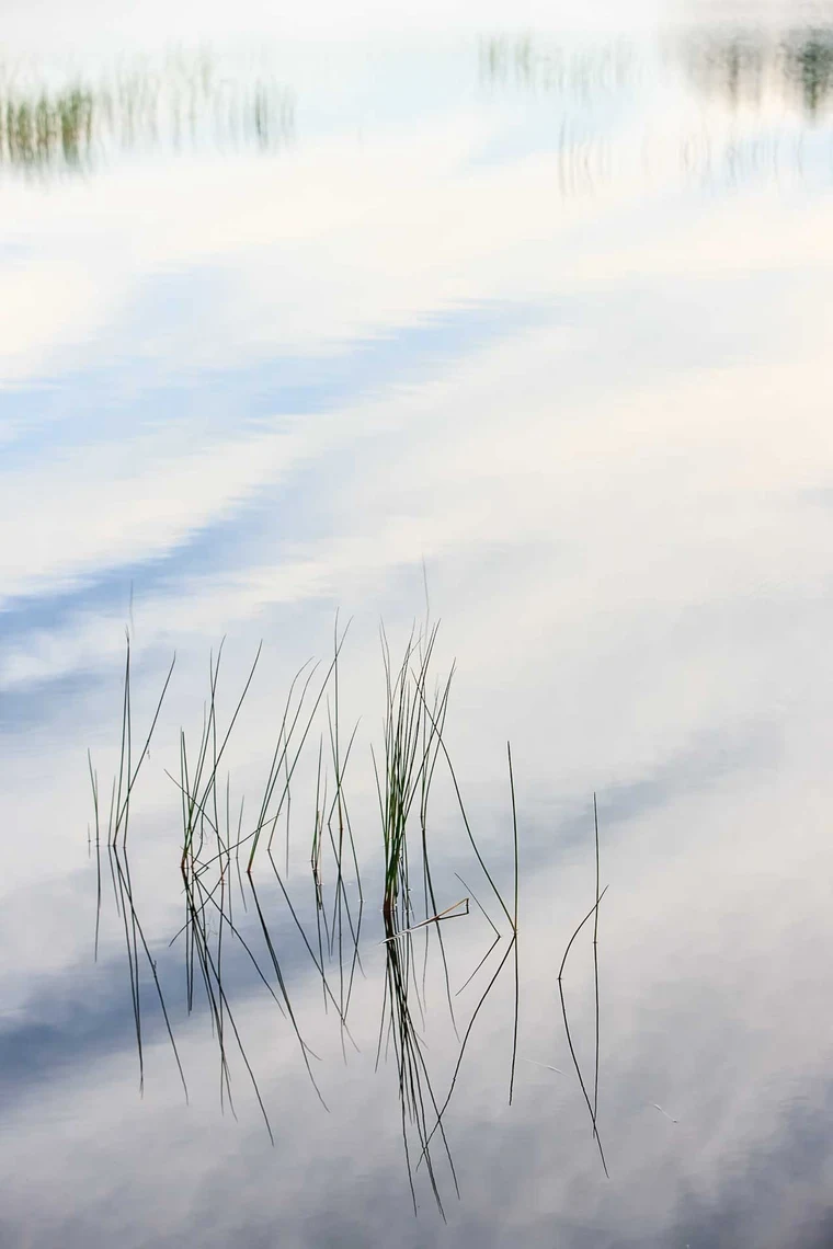Sharp green reeds rising from still water, with a soft out-of-focus reflection of grasses and sky behind them.