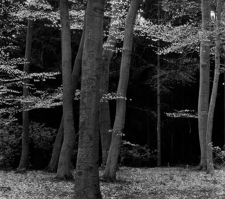 A cluster of dark slender elms with pale leaves, set against a background pushed almost to black, one trunk cut off at the bottom edge.