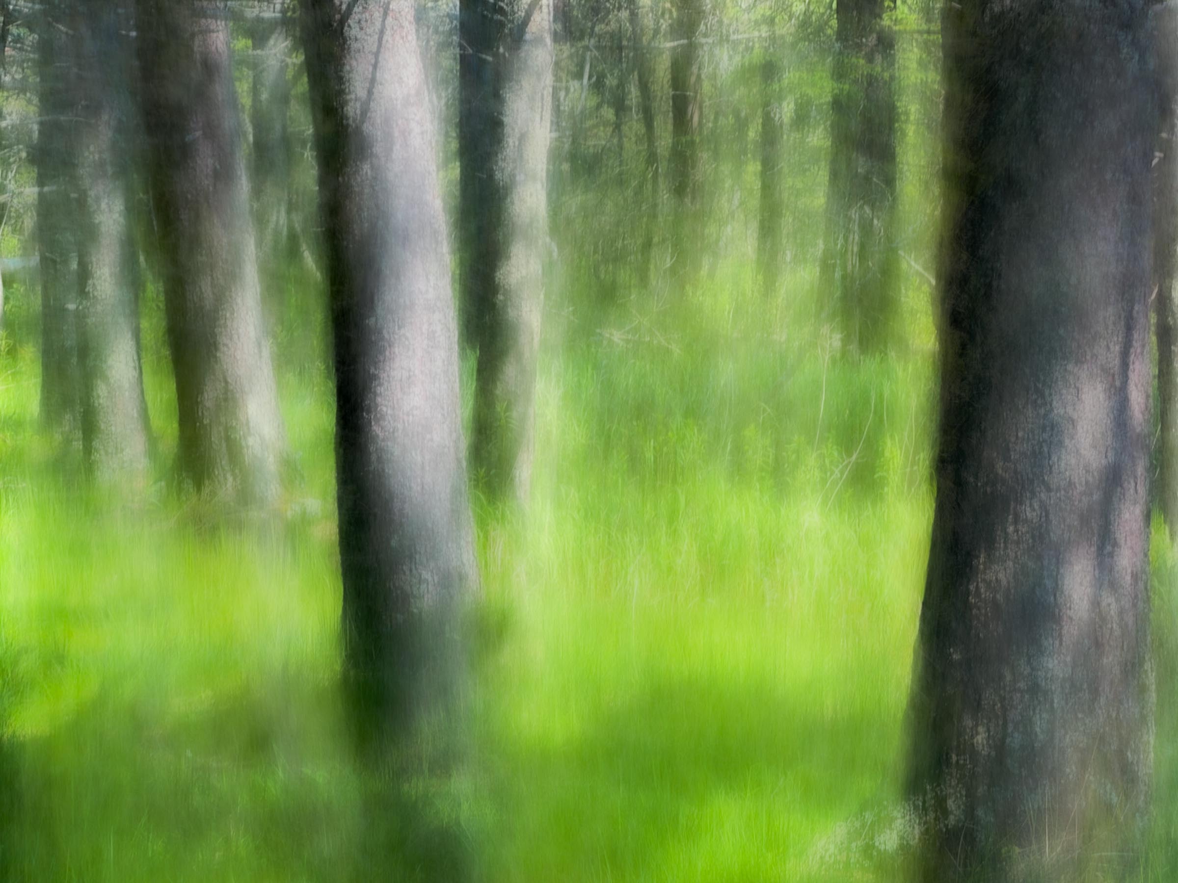 Green forest, soft and blurred, by Robert Rodriguez Jr