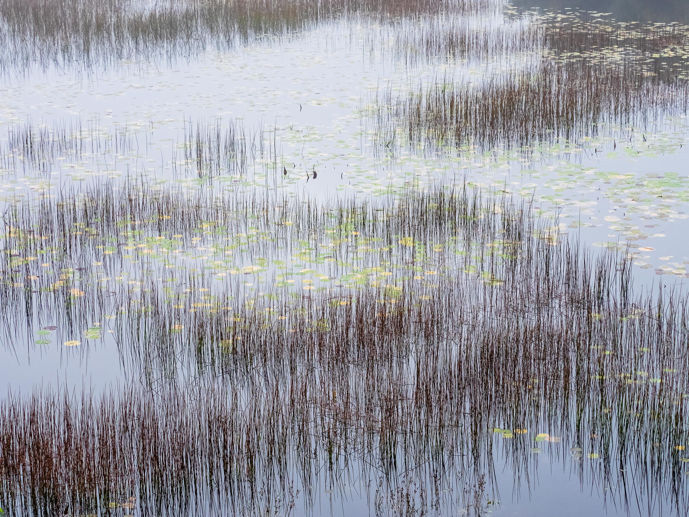 Reeds and lily pads on still water, by Robert Rodriguez Jr