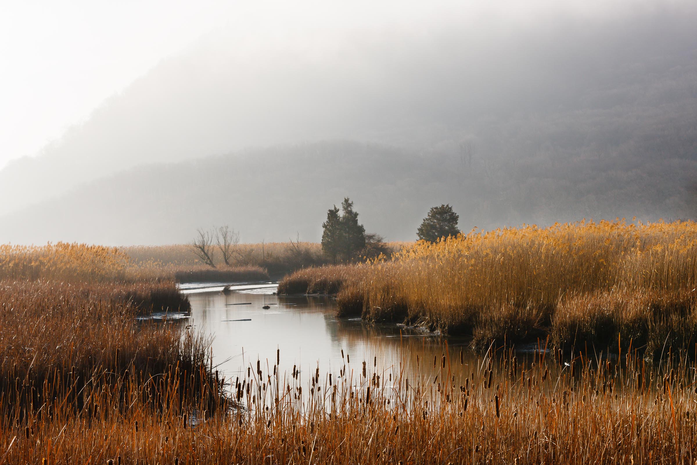 Iona Island marsh in golden fog, by Robert Rodriguez Jr