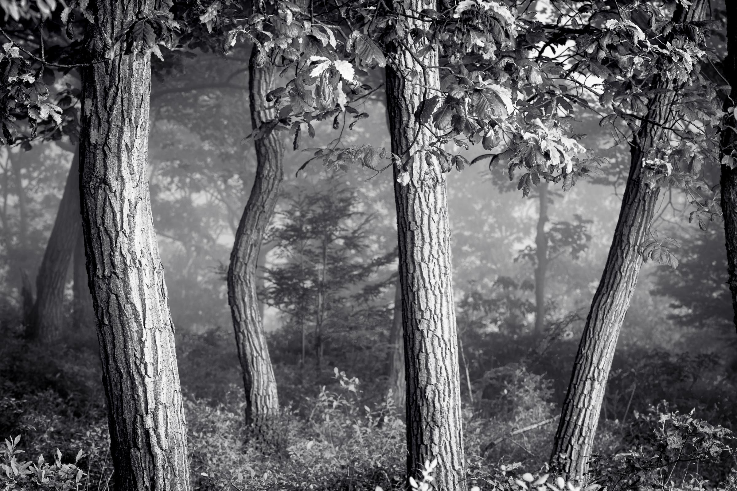 Trees in fog at Storm King, by Robert Rodriguez Jr