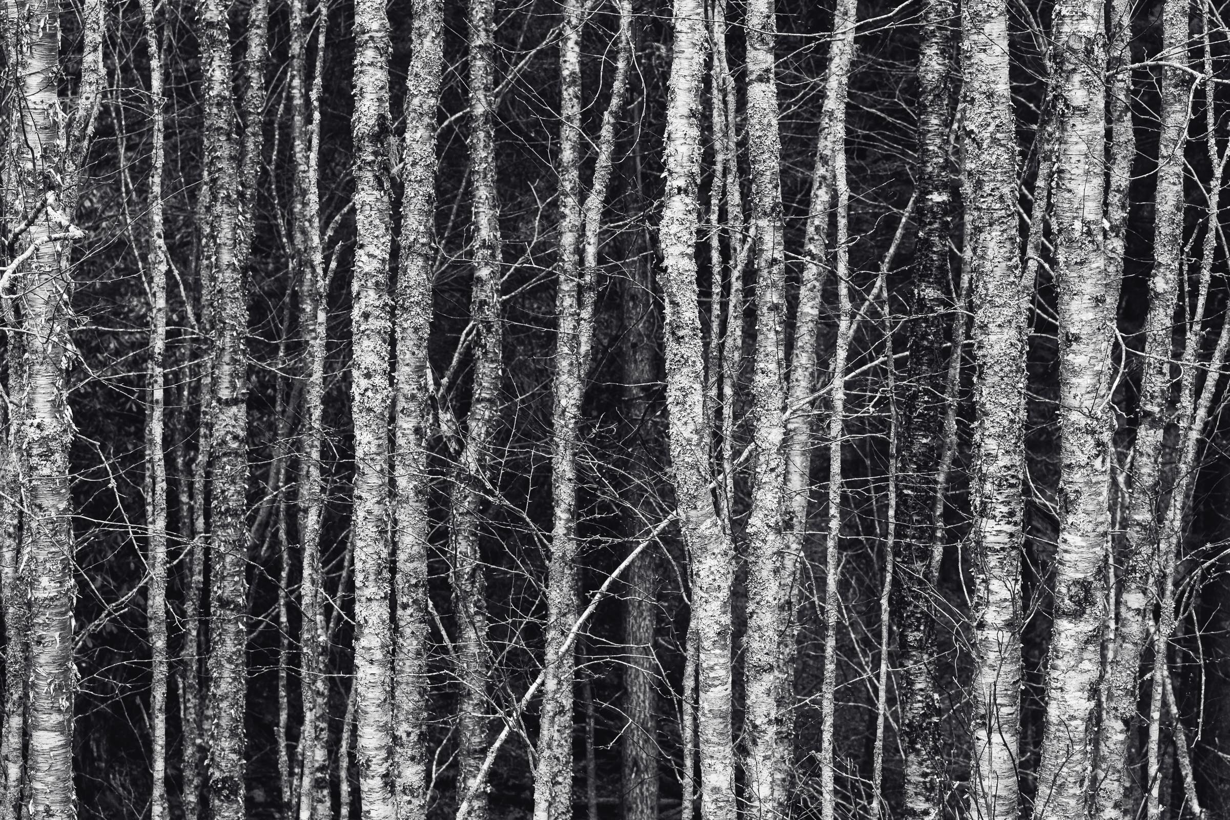 Birches in the Smokies, by Robert Rodriguez Jr