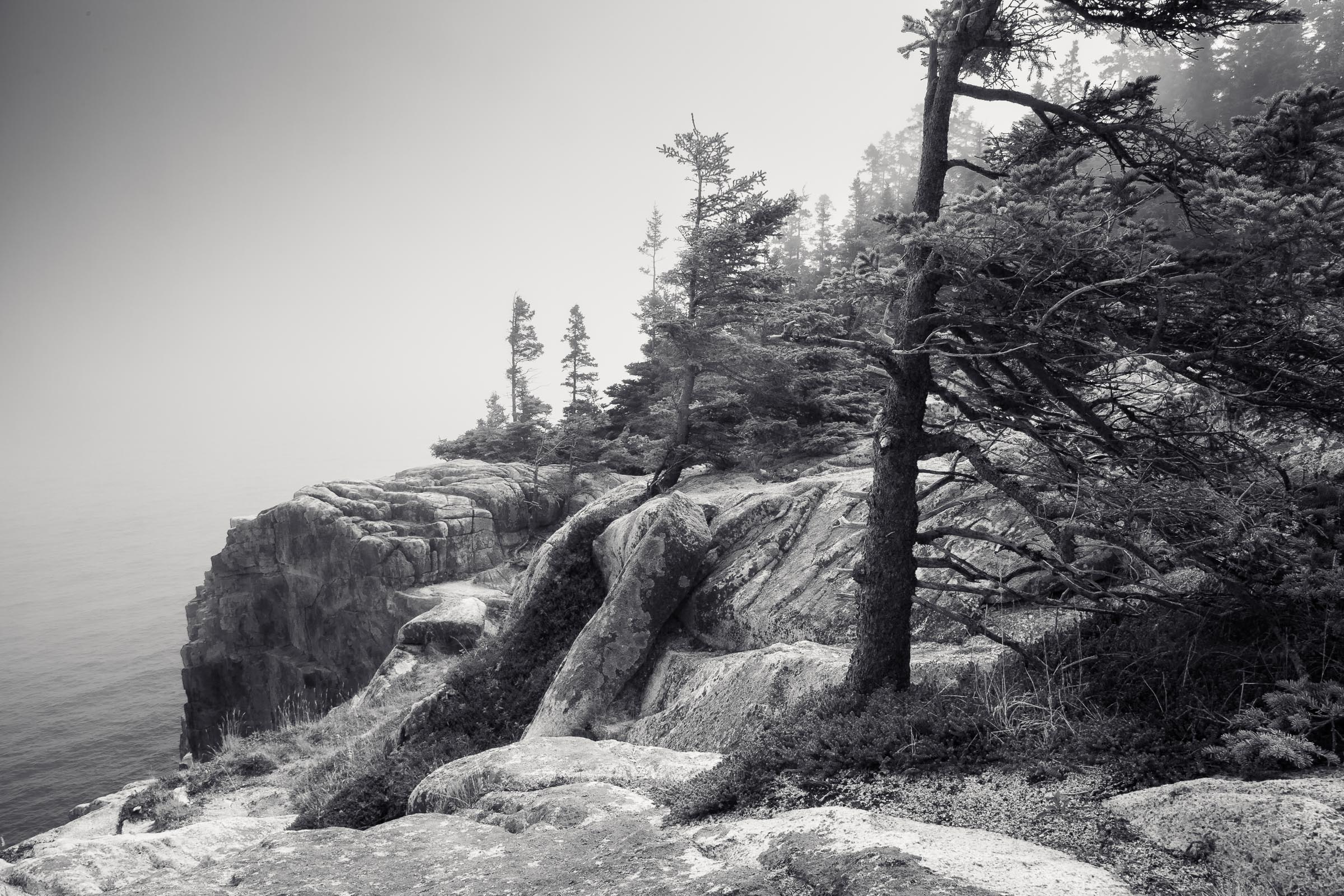 A pine on the Maine shore in fog, by Robert Rodriguez Jr