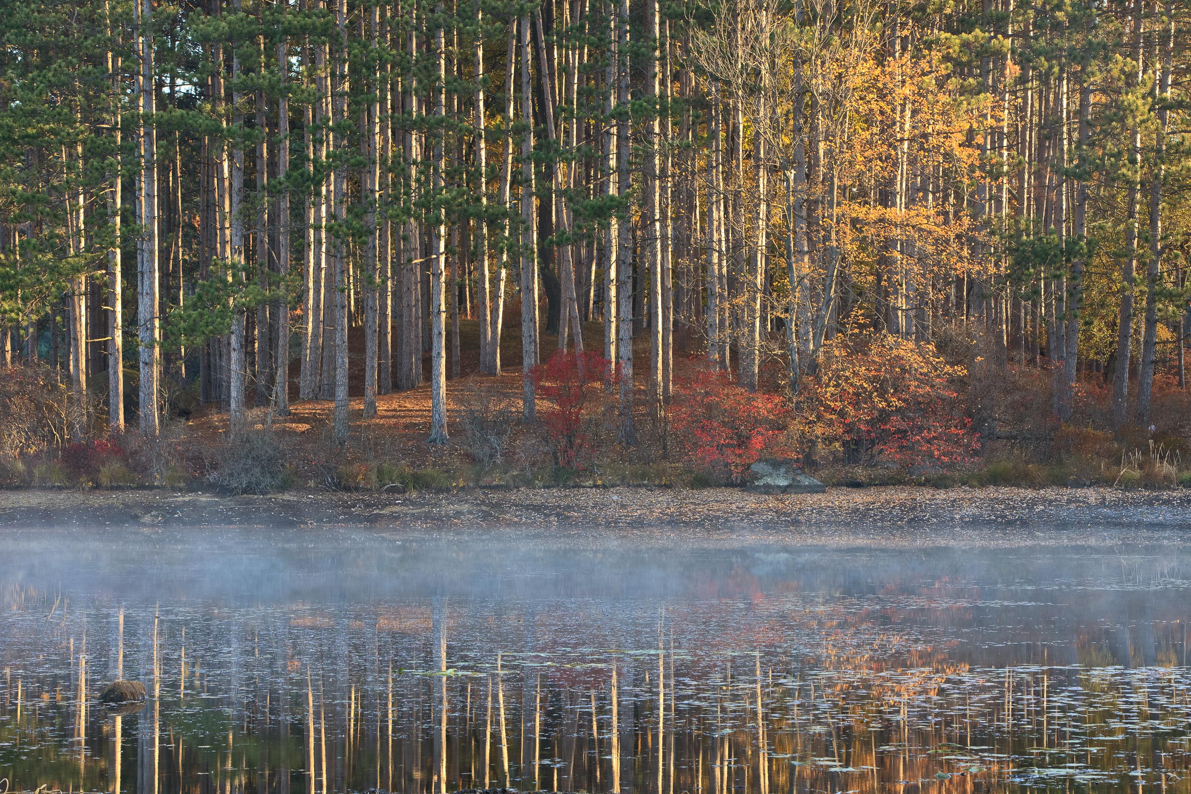 A still lake at Harriman State Park reflecting a stand of autumn trees, with mist on the water
