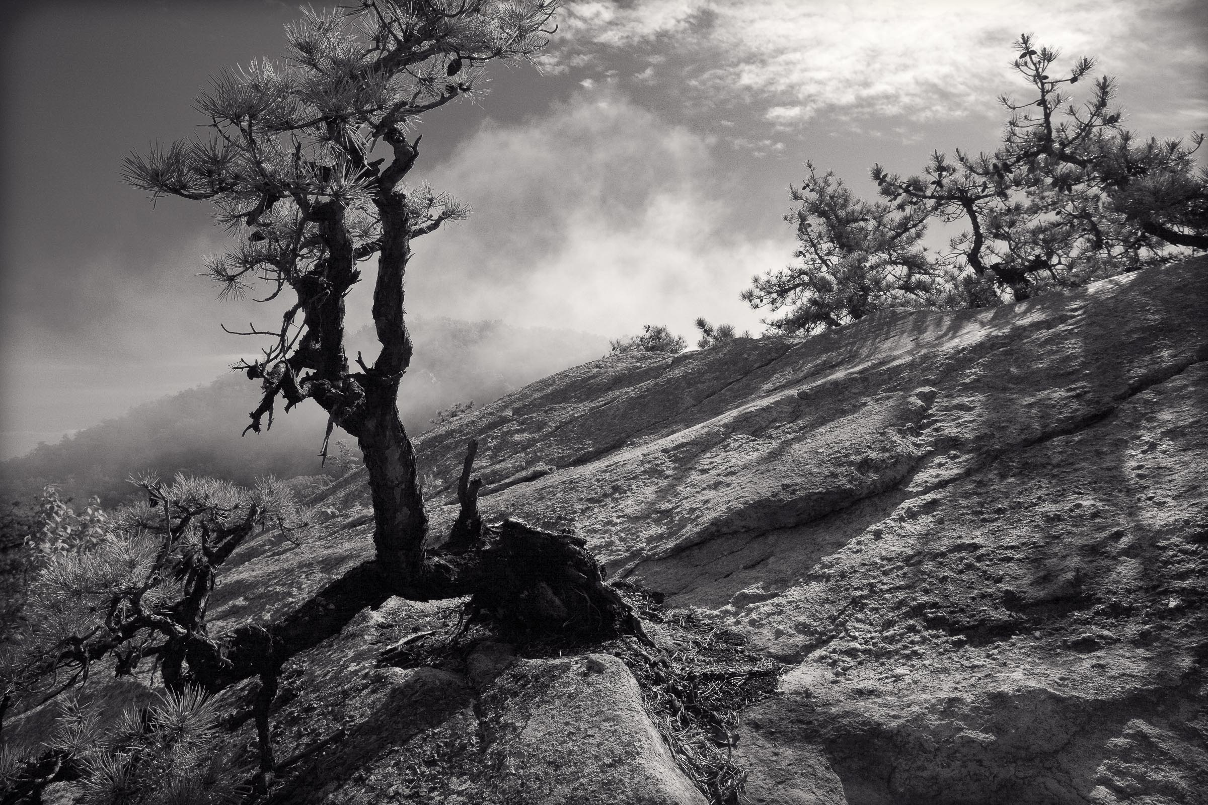 Black-and-white photograph of a twisted pitch pine growing from bare rock at Mohonk